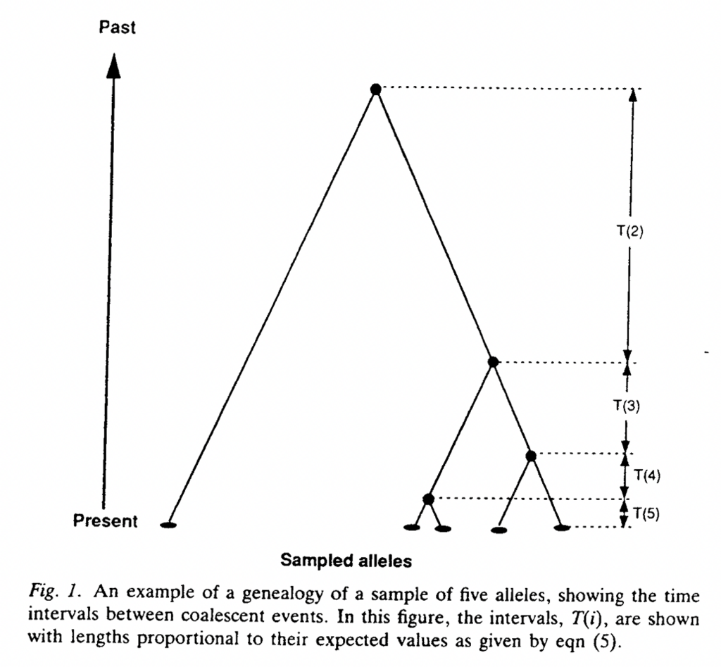 Coalescent trees and Bugs in a box - Sequence Gazing